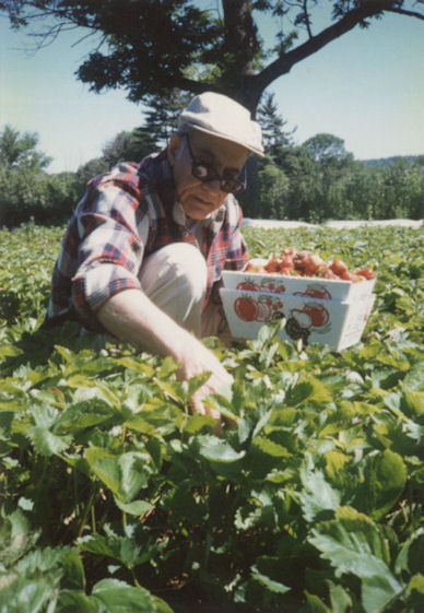 Strawberry picking, June 1994.