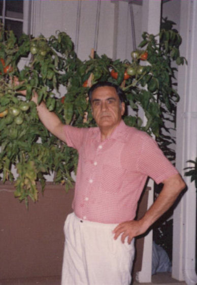 Growing tomato, August 1987.